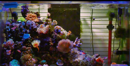 海水缸灯光养花