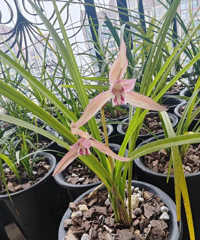 春建兰花产地在什么地方