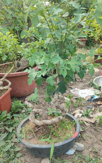 山里红是什么树嫁节