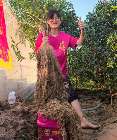 家庭养花用生根粉