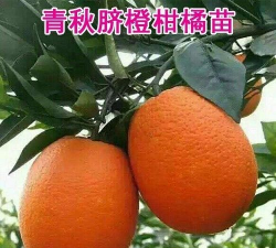 青秋脐橙什么时候成熟