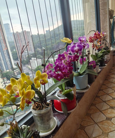 家庭养花用生根粉