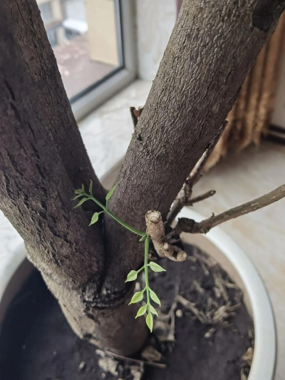 家庭养花用生根粉