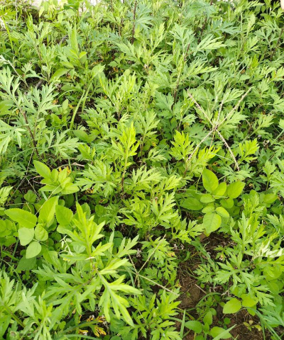 艾叶的生长是什么样子的