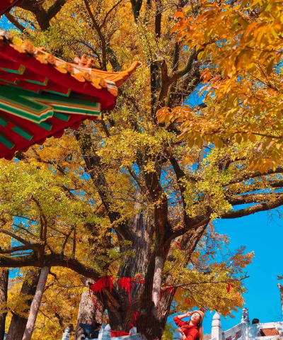 银杏树应该跟什么树搭配