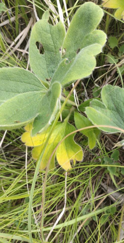 白头翁幼苗长什么样