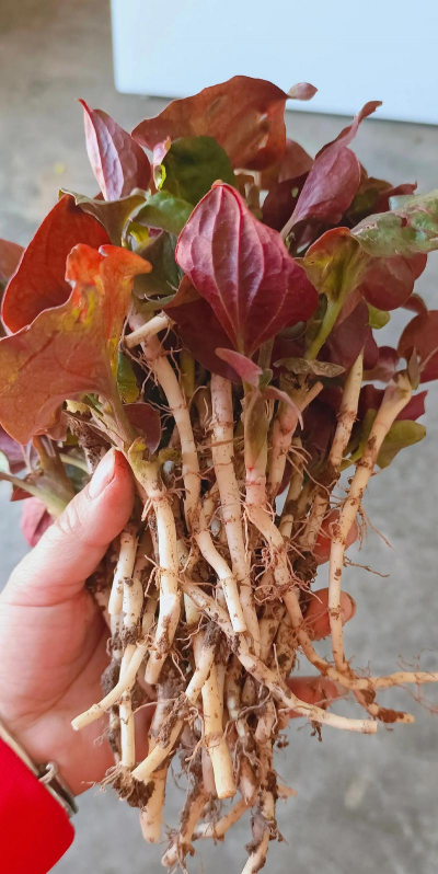 鱼腥草的花能做什么