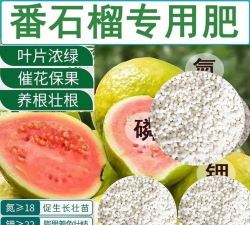 观赏石榴花用什么肥