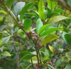 毛冬青树长什么样