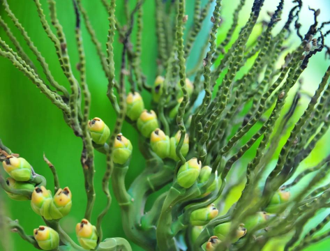 槟榔树的花是什么样子