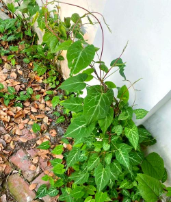 野生何首乌花长什么样子