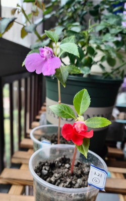 家庭养花用生根粉