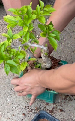 家庭养花用生根粉