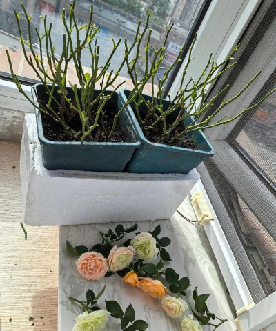 家庭养花用生根粉