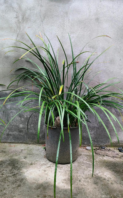 麦冬养花的效果