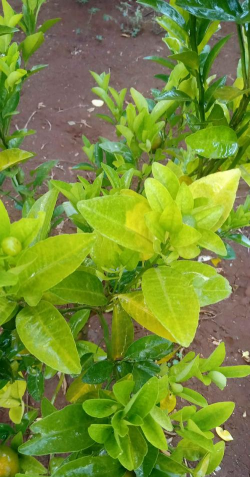 柑橘碎叶病要如何治疗柑橘碎叶病防治方法