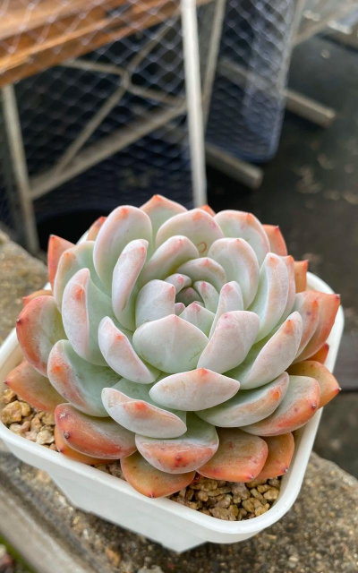 橙梦露用什么土养的包