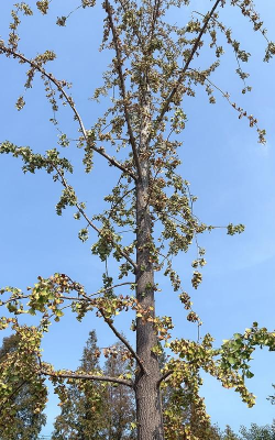 什么树在冬天会掉光叶子