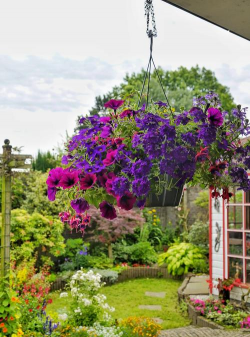 家庭养花用生根粉