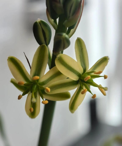 宽叶弹簧草什么时候开花