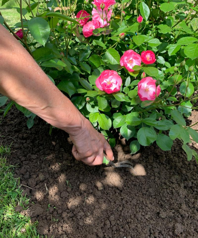 家庭养花用生根粉