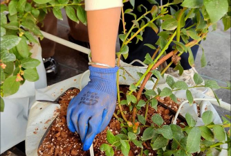 家庭养花用生根粉