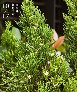 柏树枝养花好吗