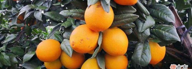 未来十年脐橙前景怎样