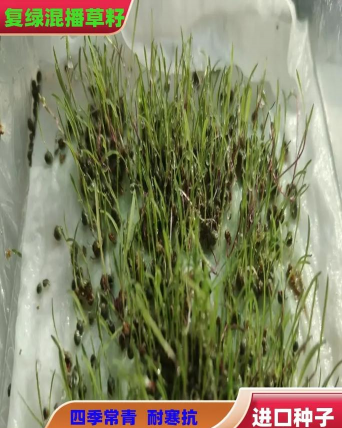 什么草皮种子秋天