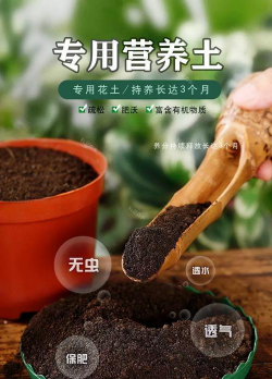 家庭养花用生根粉