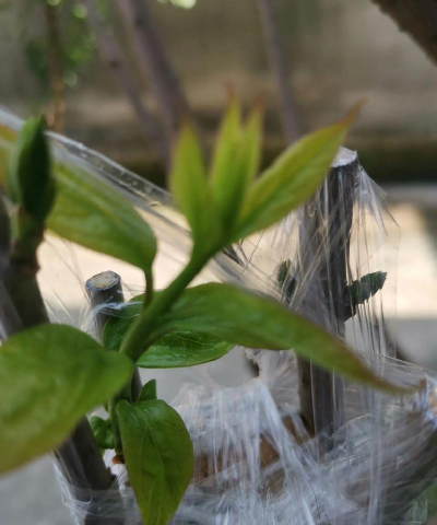 家庭养花用生根粉