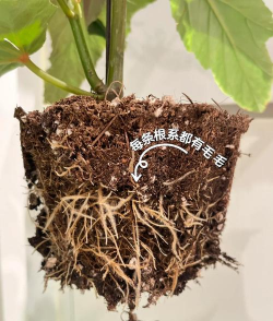 家庭养花用生根粉