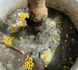 家庭养花用生根粉