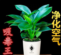 植物红钻和金钻什么好养