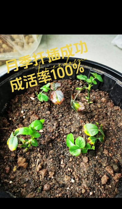 家庭养花用生根粉