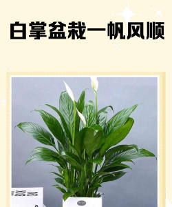 什么树花一帆风顺