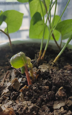 家庭养花用生根粉