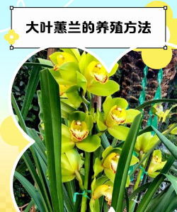 大叶蕙兰换盆用什么土