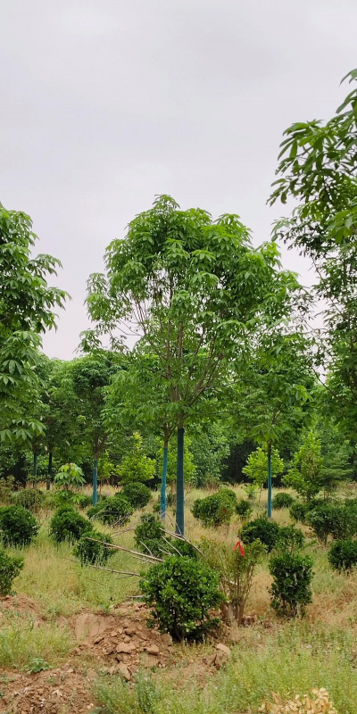 七叶树行距间种什么