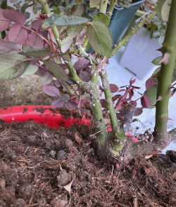 家庭养花用生根粉