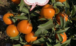 爱莎柑橘苗多少钱爱莎柑橘苗价格