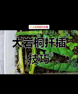 家庭养花用生根粉