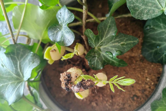 家庭养花用生根粉