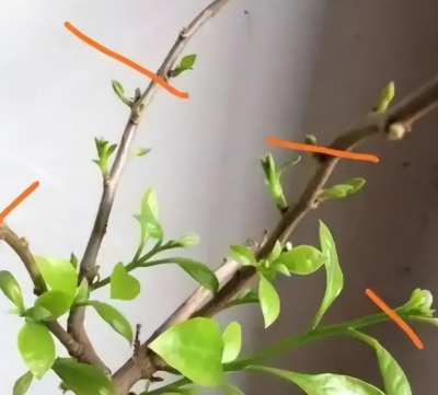 家庭养花用生根粉