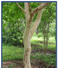 紫薇花树干什么样