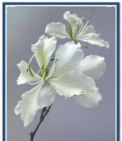 宫粉羊蹄甲有什么代表