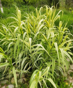 花叶芦竹什么颜色