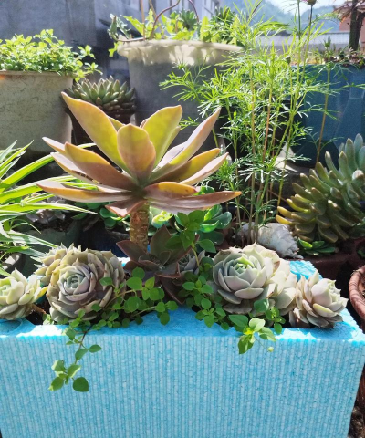 家庭养花用生根粉