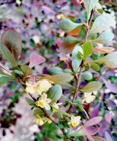 紫叶小檗什么时候开花