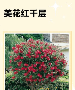 怎么养红千层
